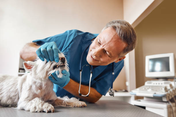 Best Emergency Root Canal Treatment in Budd Lake, NJ